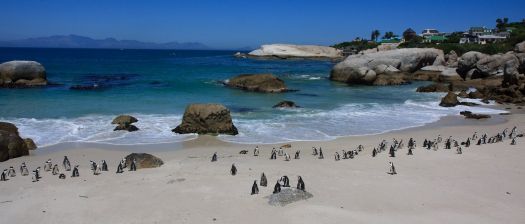 Boulders beach, South Africa