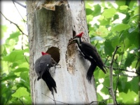 Pileated Woodpecker high in sycamore cavity.