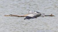 Blue Heron - Carter Creek
