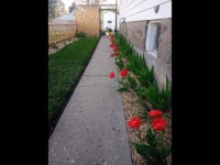 Tulips