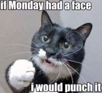 Monday cat