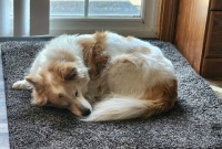 Mabel is having a big napping day . . .
