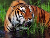 Bengal-Tiger..