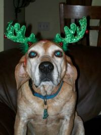 Merry Christmas!