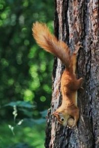 Squirrel with nut