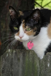 Abby Cat