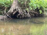 Taken from The Forbidden Drive in Wissahickon Valley Park