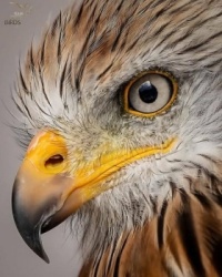 Adolescent eagle