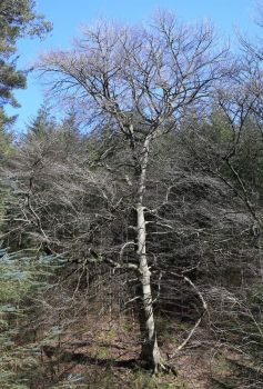 Distinct tree in amongst the pine plantation