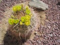 Spring has come to the desert