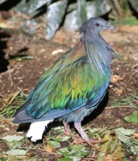 Nicobar Pigeon, Safari Park, Escondido, California
