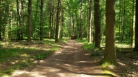 Dans la forêt de Steinbach