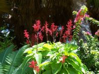 Madeira Flora