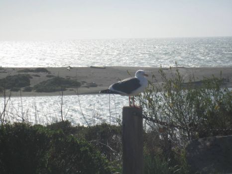 Gull, Gualala, California