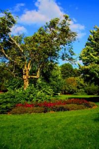 Park 005