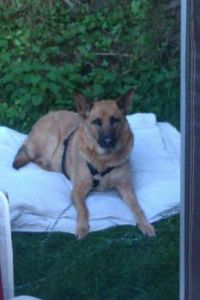 my doggie after swimming