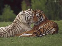 Panthera Tigris Lovers