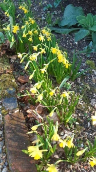 Spring bulbs