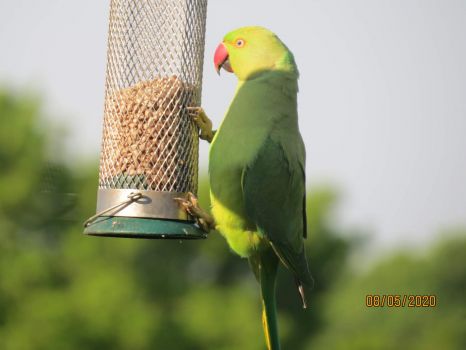 The Rose Ringed Parakeet is back and it's not happy as the feeder is not full.