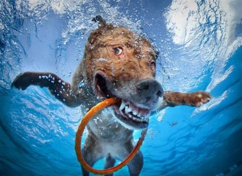 Underwater Dogs 3