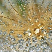 spider web with water drops