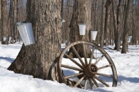 Syrup Bucket