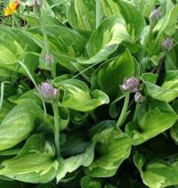 Hosta Buds 'n Blooms
