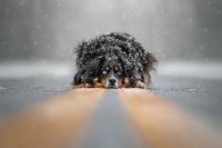 The-2023-Dog-Photography-Awards-have-been-announced-653f78c8647d4__880