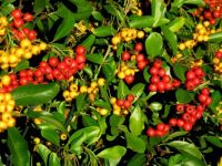 happiness in autumn is ...