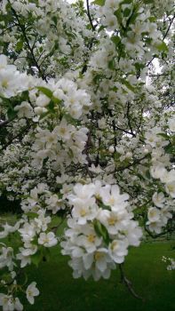 Crabapple blossoms