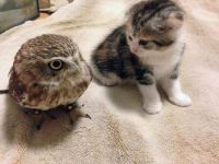 Cat and Owl meeting for the first time