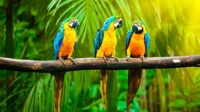 World Parrot Day