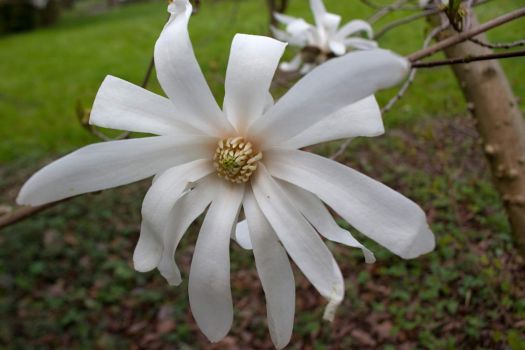 magnolie stellata