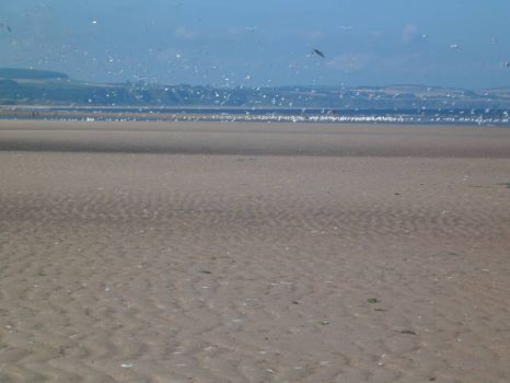 Scotland: Montrose Beach, Seagulls