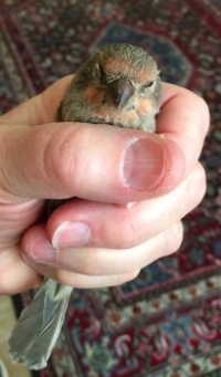 A bird in the hand...