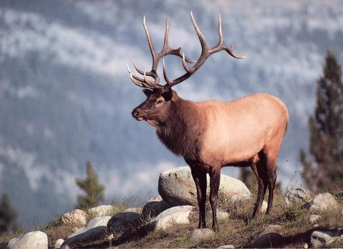 Bull Elk in the Rockies