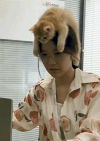 CAT LOVERS!!   Instead of the "Cat In The Hat"... it's "The Cat Is A Hat"!