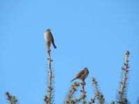 House Sparrows