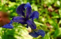 Cottage Garden Flowers - Blue Iris