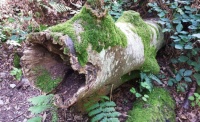 Decaying Log with Moss