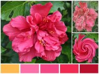 hibiscus palette