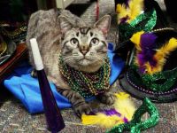 #3:  Browser the Cat celebrating Mardi Gras on the job
