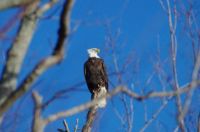 perched Bald Eagle