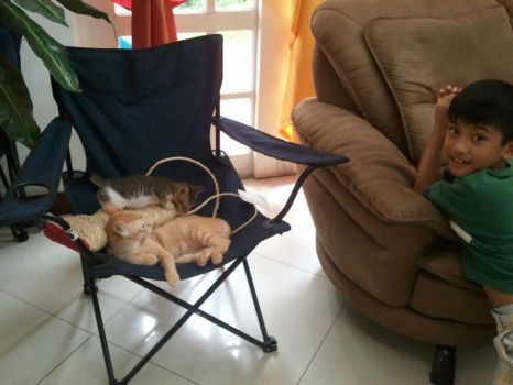 Josh pets..mico and frank (small)