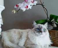 ORCHID LOVING CAT