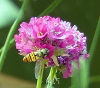 marmalade hoverfly on sea pink (pyjamazweefvlieg op armeria)