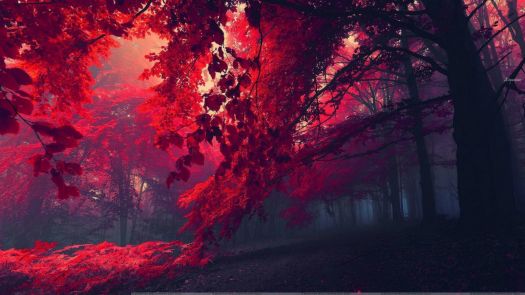 Who-Wants-To-Walk-In-This-Beautiful-Red-Forest