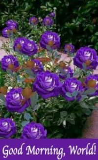 Purple Beauties from Dot
