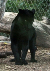 Beautiful panther, I wonder what it's looking at?!