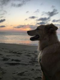 Sadie at sunrise